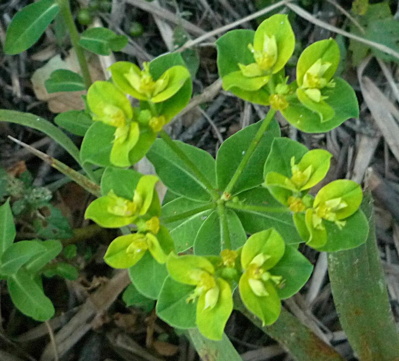 High Resolution Euphorbia crenulata Flower